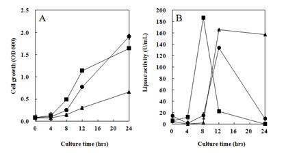 Fig. 4-9. Time course of lipolytic enzyme activities in the strain Y124 at culture temperature.
