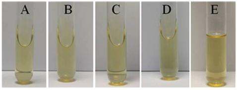 Fig. 4-19. Gelatin liquefaction test of the isolated lactic acid bacteria.