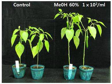 Fungal volatile CL-1 MeOH fraction 처리에 의한 식물생육촉진