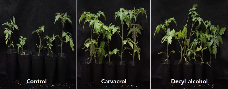 Carvacrol, Decyl alcohol 프라이밍에 의한 토마토 생육촉진 효과