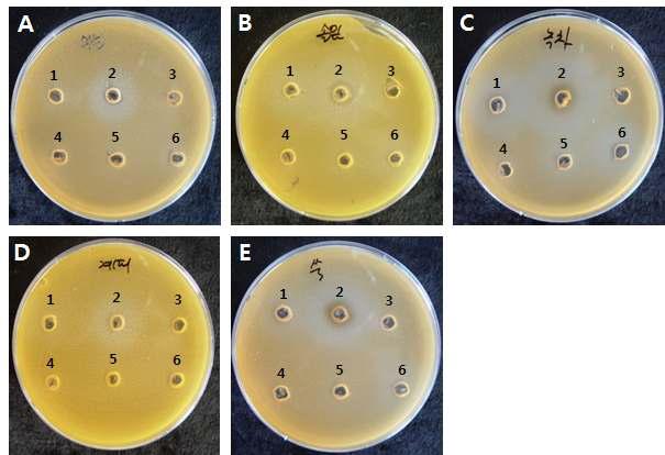 Indicator strain Pseudomonas aureofaciens 30-84를 이용한 식물추출물의 quorum quenching 효과