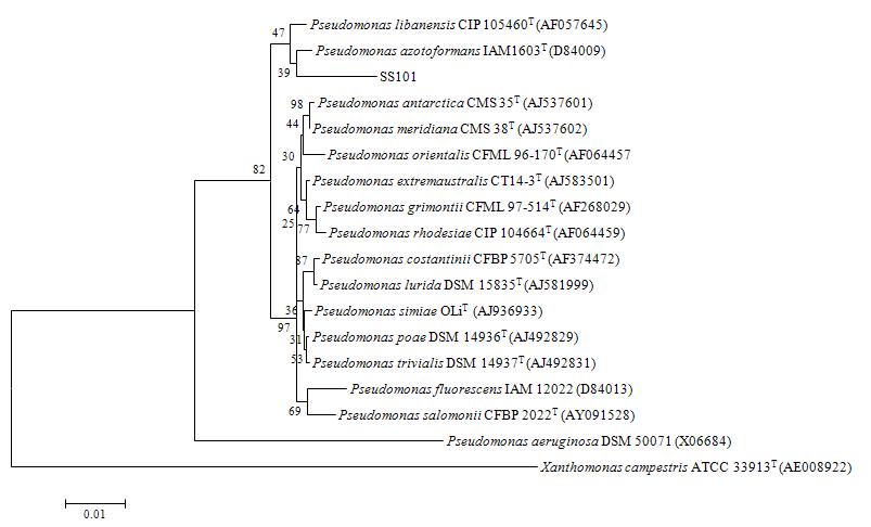 16S rRNA gene sequences 에 따른 SS101과 Pseudomonas species간의 유연관계분석