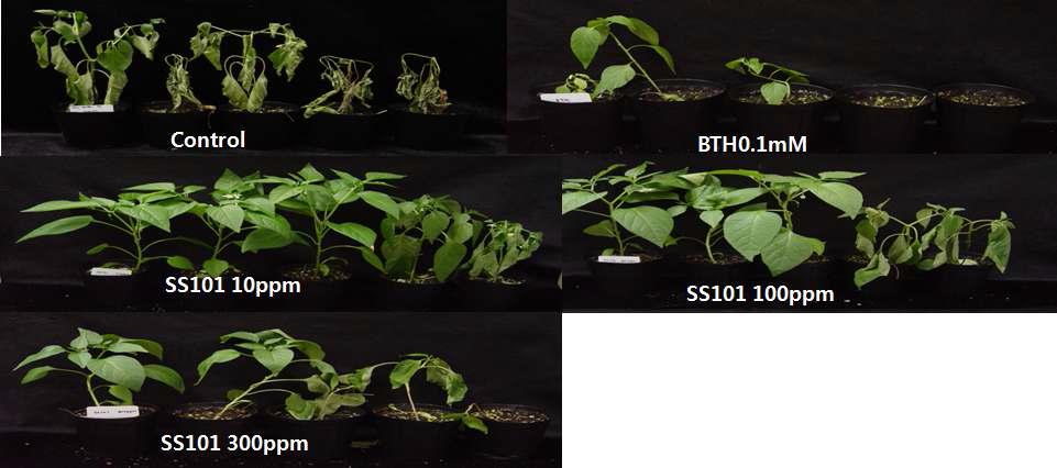 Crude Massetoride와 알진염 입제의 토양처리에 의한 고추역병 (Phytophthora capsici) 억제효과