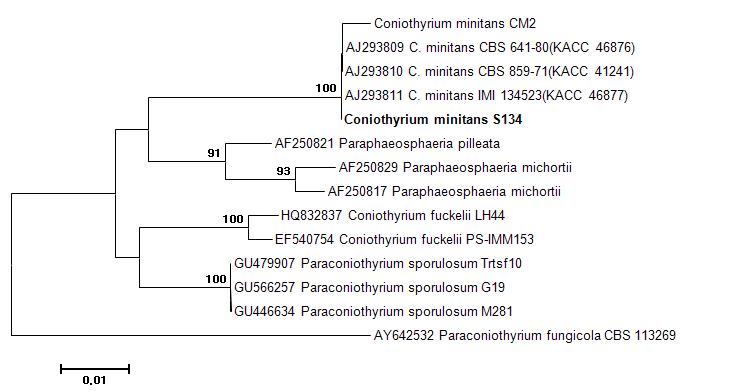 Neighbor-joining tree based on sequences of rDNA-ITS regions of Paraconiothyrium minitans S134 and related species. The numbers above the nodes represent bootstrap values of > 60% out of 1,000 bootstrap replication. Bar represents the number of nucleotide substitutions per site.