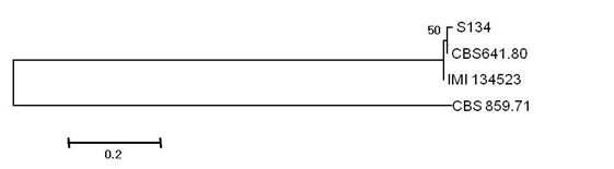 Neighbor-joining tree based on glutamine synthetase intron 2 sequences of Paraconiothyrium minitans strains.