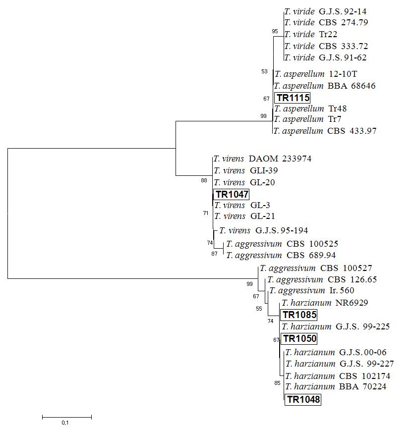Phylogenetic tree showing relationships between Trichoderma spp. on the basis of rDNA sequences(ITS 1 and ITS 2) by neighbor-joining method using kimura two-parameter model.