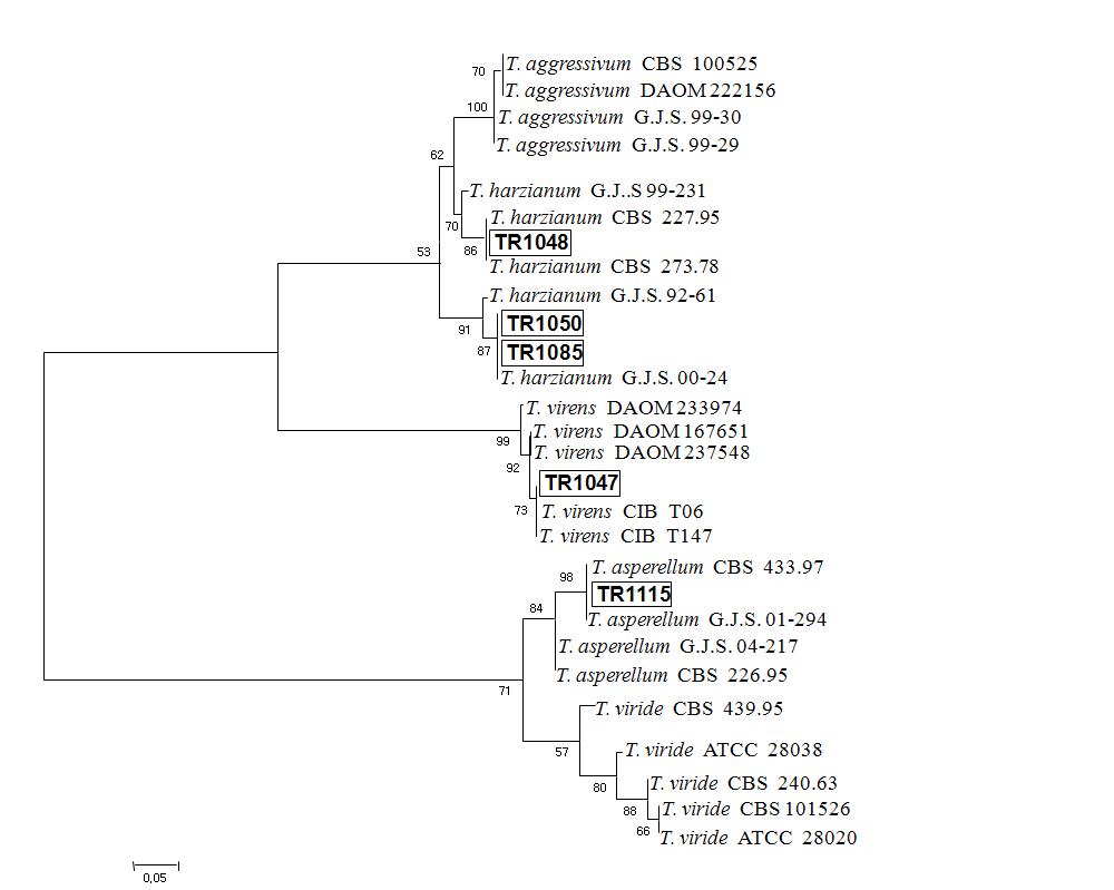 Phylogenetic tree showing relationships between Trichoderma spp. on the basis of rDNA sequences(Elongation factor-1α) by neighbor-joining method using kimura two-parameter model.