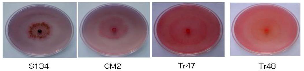 Production of chitinase by P. minitans S134, CM2, T. virens Tr1047 and T. harzianum Tr1048.