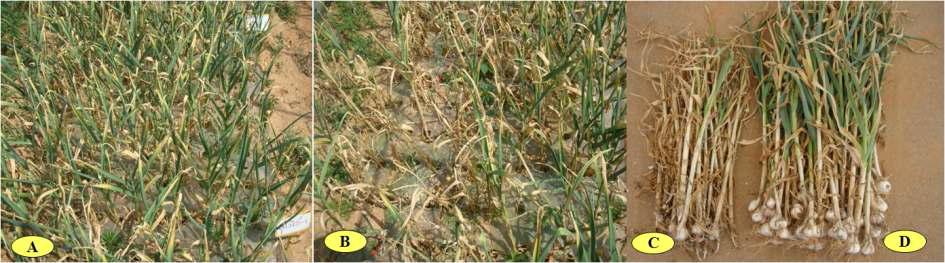 Suppressive effect of P. minitans S134 against garlic white rot in the field in Taean.