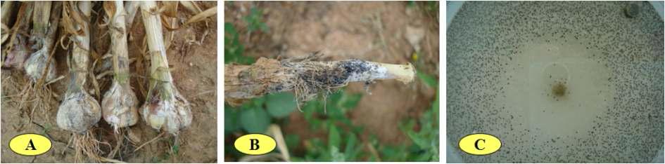Damage and symptoms of garlic white rot caused by Sclerotium sepivorm in the field.