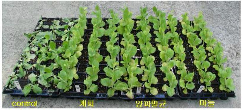 Effect of tobacco plant(Xanthi nc) protection against Erwinia carotovora SCC1 by plant extracts.
