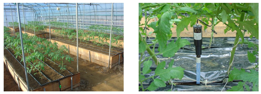 Figure 1-5. Experiments on soil moisture condition and nitrogen fertigation amount of tomato plants in fertigation culture (’10).