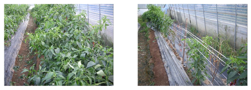 Figure 4-14. Red pepper cultivated in soils applied with 0.06 mM DTPA(left) and 0.19mM DTPA(right) at the farm-field located Cheonan.