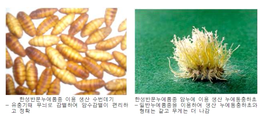 한성반문잠품종으로 생산된 번데기 및 누에동충하초