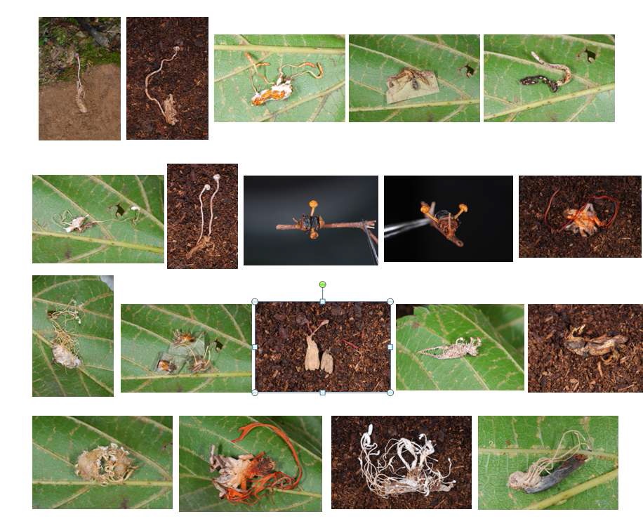 Huanuco 지역 발생, 수집된 동충하초 및 관련 기주 (2011. 9)