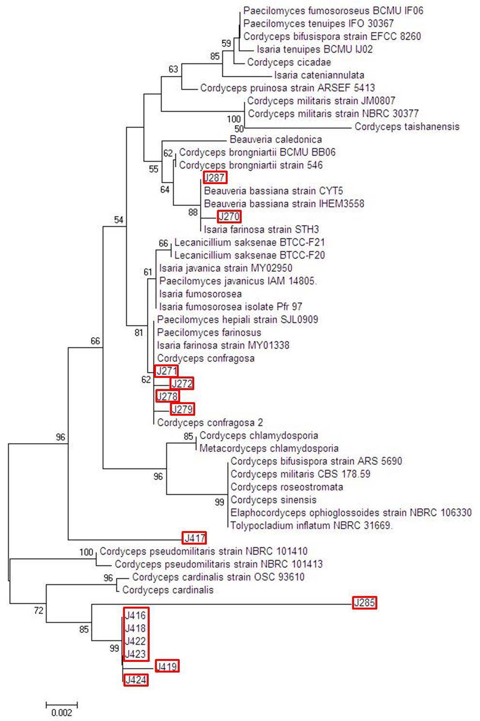 Phylogenetic tree of aligned DNA sequences of 14 entomopathogenic fungal isolates for nucleotide sequence variation of partial 18S rDNA region.