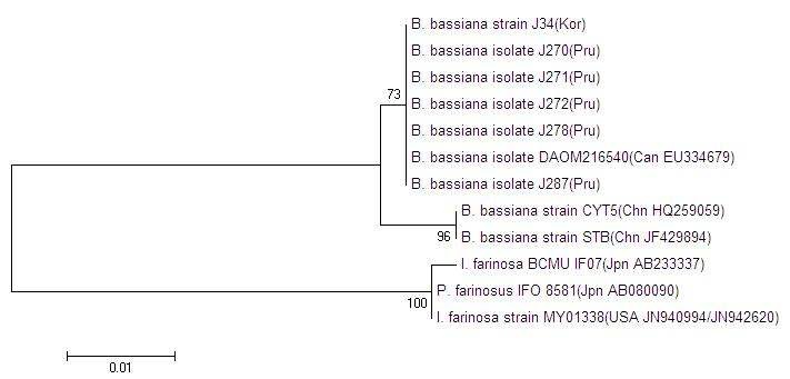 Phylogenetic tree of aligned DNA sequences of 12 entomopathogenic fungal isolates for nucleotide sequence variation of partial ITS1-complete 5.8S rDNA-partial ITS2 region.