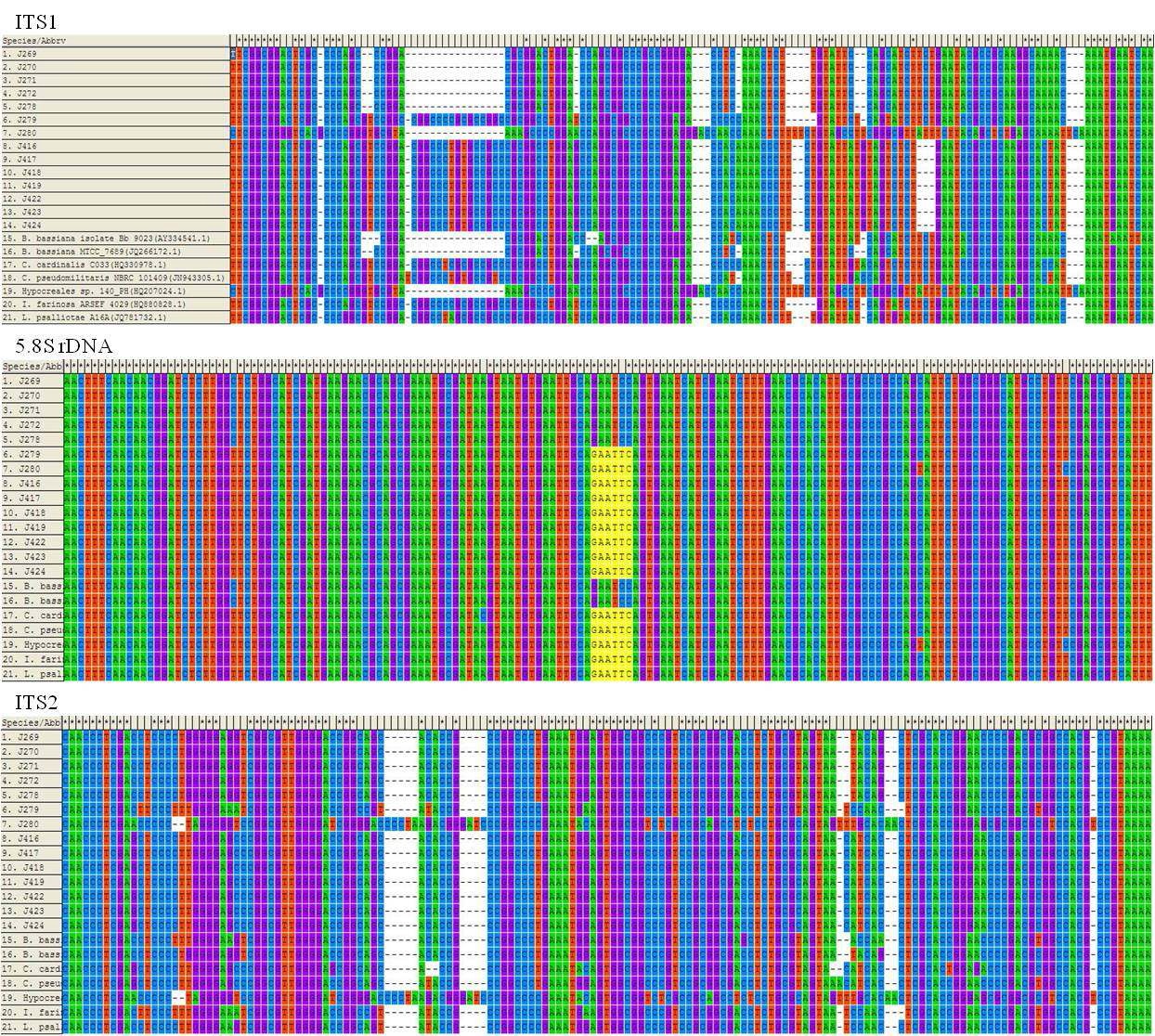 Graphical view of sequence variation in ITS1-5.8S rDNA-ITS2 region of peruvian entomopathogenic fungi.