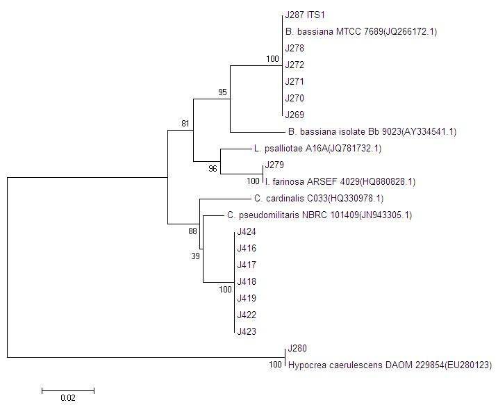 Phylogenetic tree of aligned DNA sequences of 12 entomopathogenic fungal isolates for nucleotide sequence variation of partial ITS1-complete 5.8S rDNA-partial ITS2 region.