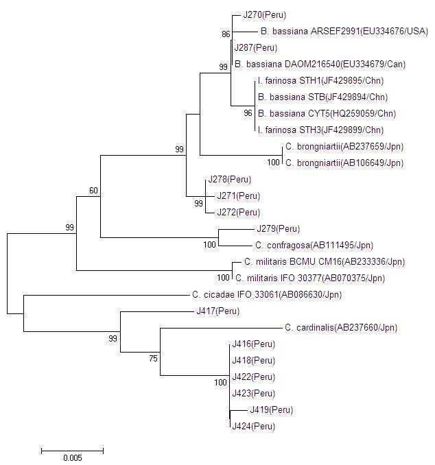 Phylogenetic tree of aligned DNA sequences of 13 peruvian entomopathogenic fungal isolates for nucleotide sequence variation of partial 18S rDNA with partial ITS1-complete 5.8S rDNA-partial ITS2 region