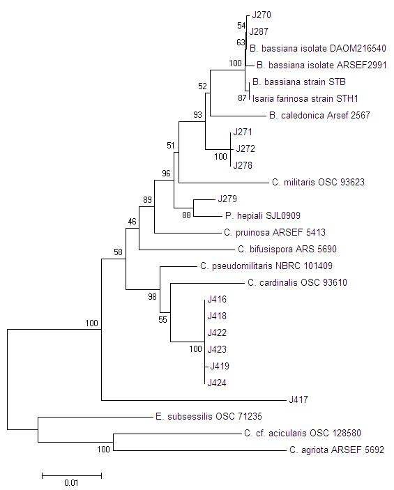Phylogenetic tree of aligned DNA sequences of 12 entomopathogenic fungal isolates for nucleotide sequence variation of partial 18S rDNA with partial ITS1-complete 5.8S rDNA-partial ITS2 region.
