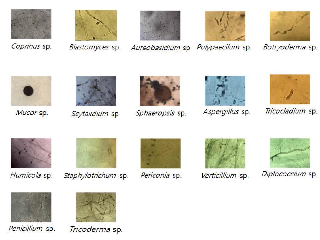 Microscopic patterns of various fungi spore by water agar culture