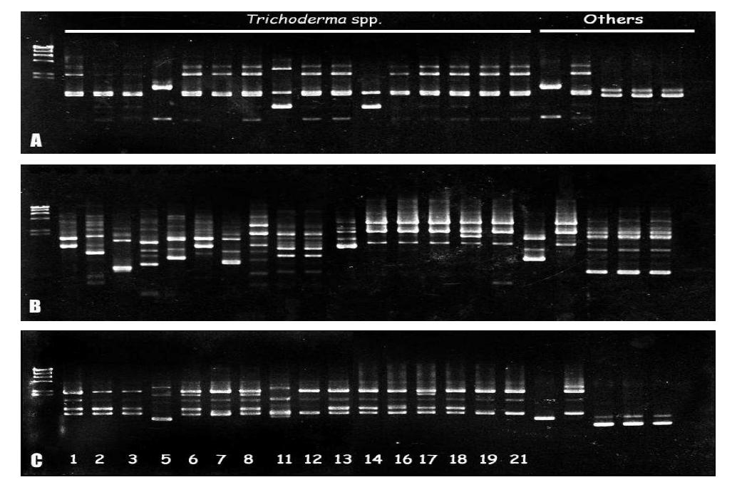 RAPD-PCR profiles of Trichoderma spp. isolated from silage.