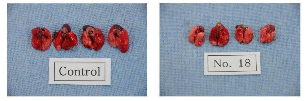 Fusarium proliferatum inoculated mice lungs are normal compared with control at four weeks after inoculation.