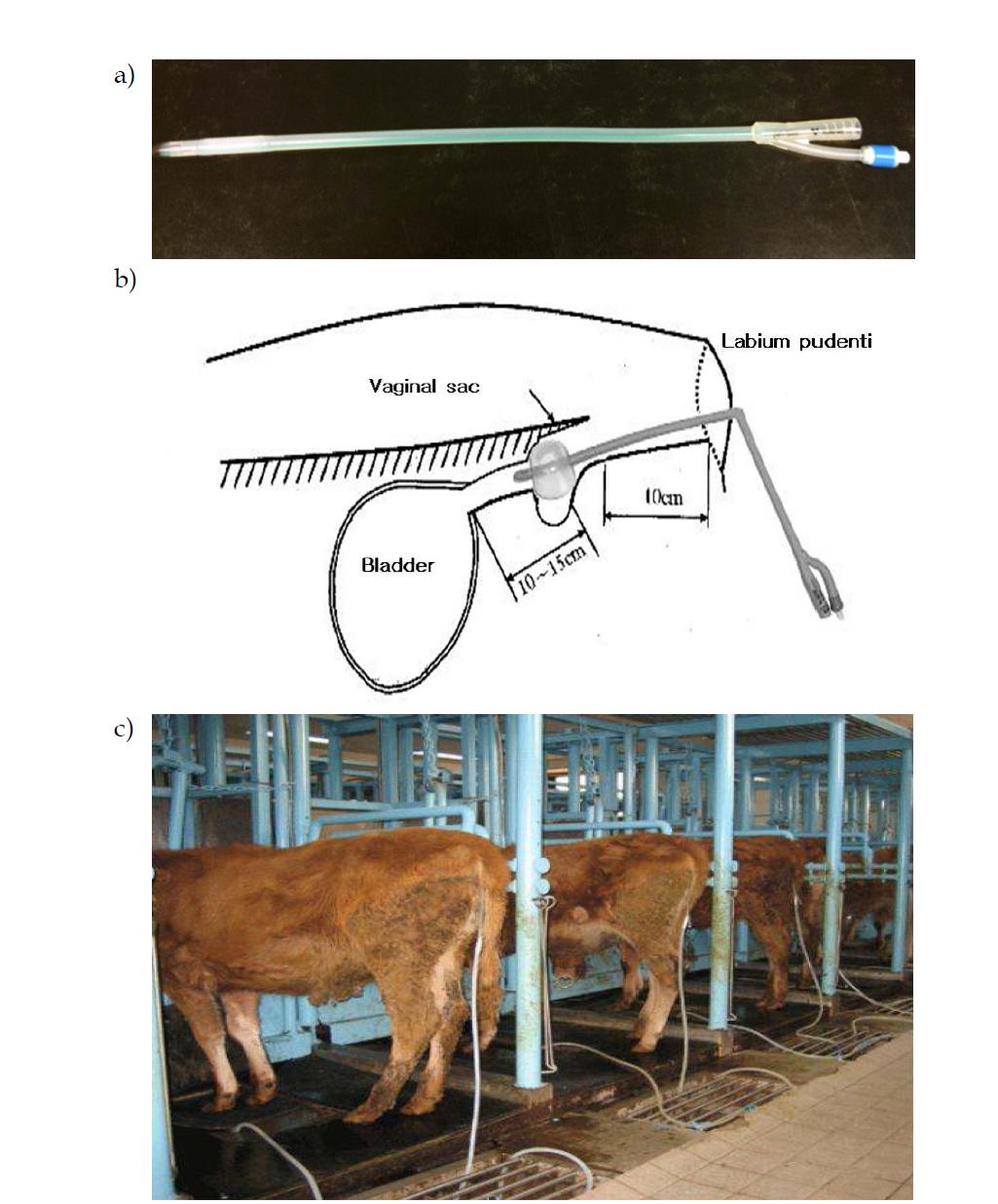 The silicone catheter for urine sampling of heifers