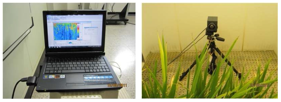 그림 3. 열화상카메라 이용 CO2 농도에 따른 벼 식물체온도 측정(‘11～’12)