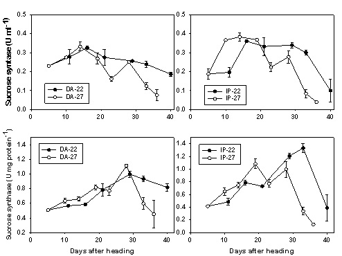 Fig 2-5. Comparison of sucrose synthase activities in rice spikelets developing under average temperature 22℃(22±4℃) and 27℃(27±4℃). Data are means ± SE from 3 independent groups. DA: Donganbyeo, IP: Ilpumbyeo