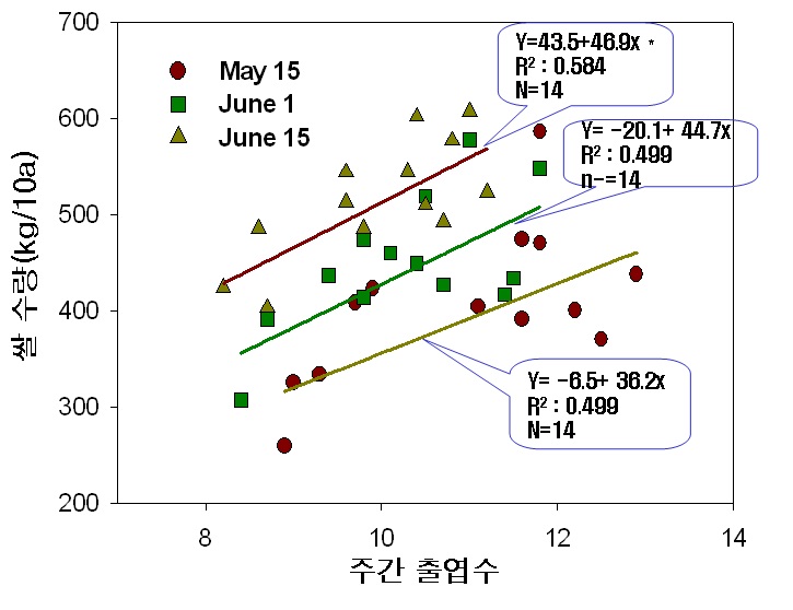 Fig 8. The comparison between emerged leaf numbers on main culm and rice yield in different transplanting time and rice cultivars