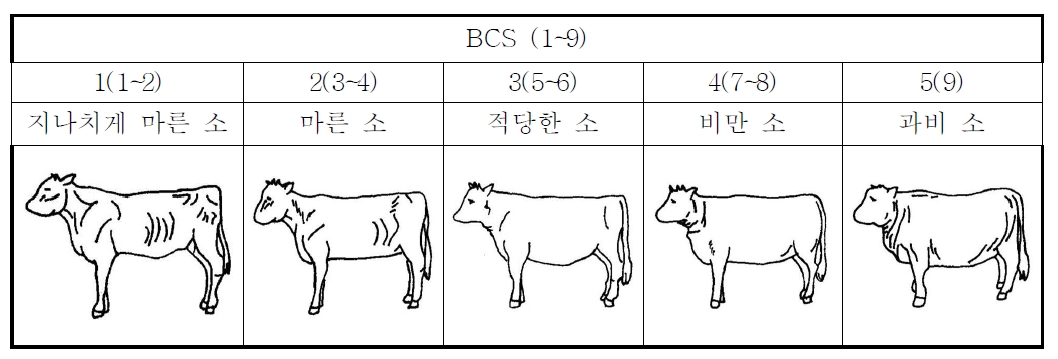 Figure 1. Decision for BCS of Hanwoo cow