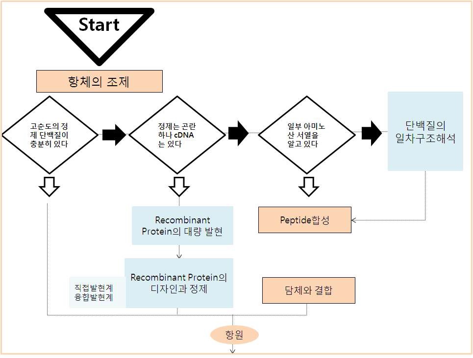 그림 1. 항체제작 순서도
