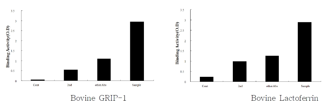 그림 4. 혈청 내 Bovine GRIP-1, Lactoferrin 단크론 항체 생산 검증