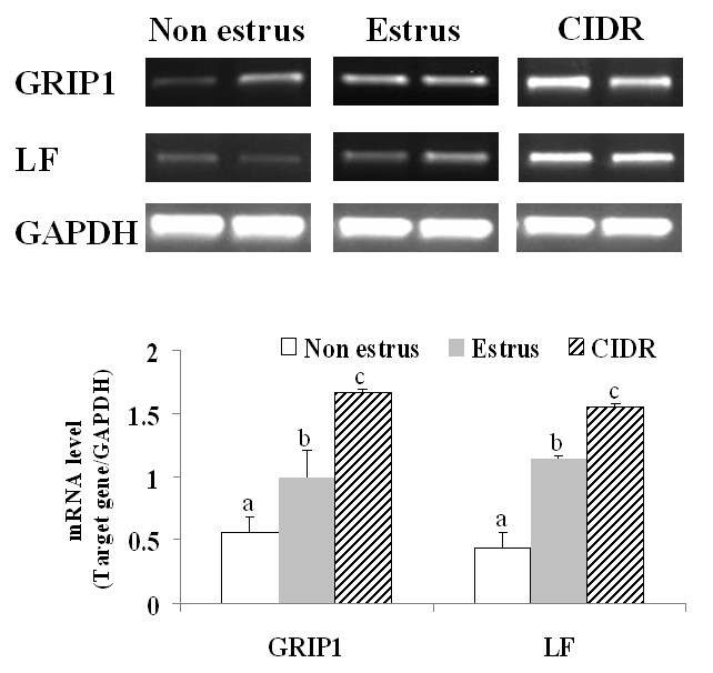 그림 3. 자궁 상피에서의 GRIP-1과 Lactoferrin mRNA 발현