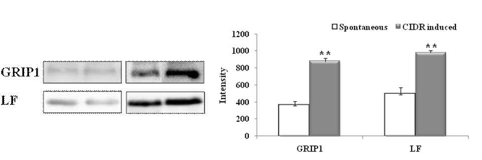 그림 4. 자연발정과 유도발정 분비물 내의 GRIP-1과 Lactoferrin 발현.