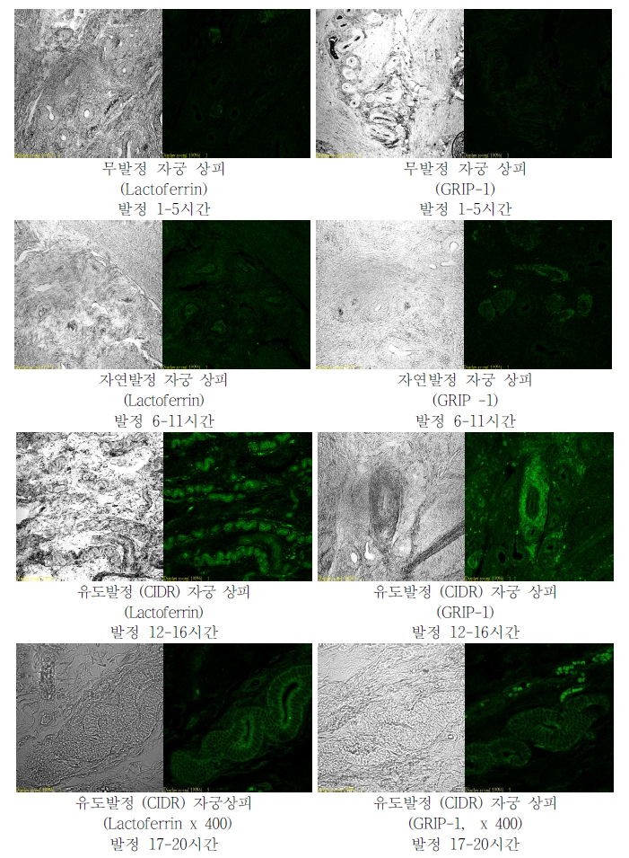 그림 6. 발정 시 자궁 상피에서의 GRIP-1과 Lactoferrin의 조직화학 염색에 의한 관찰　