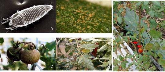 토마토녹응애의 감염증상과 형태적 사진(