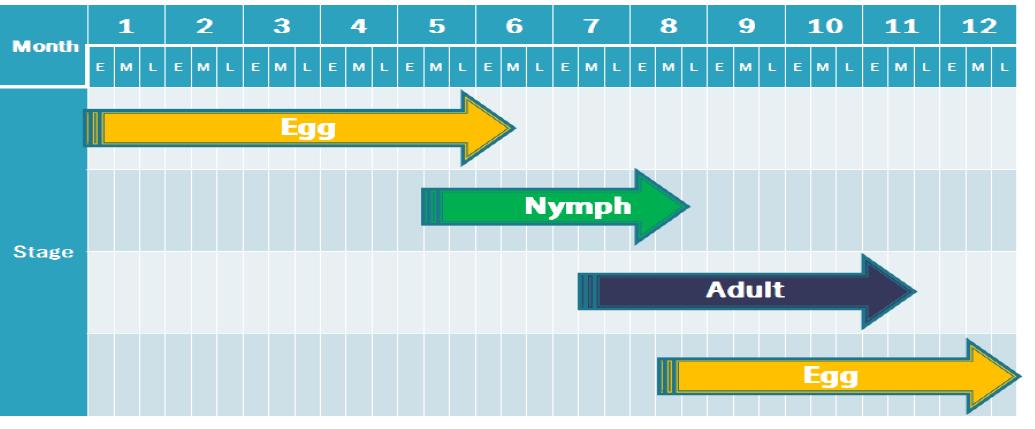 전남 구례지역에서 갈색날개매미충의 생활환