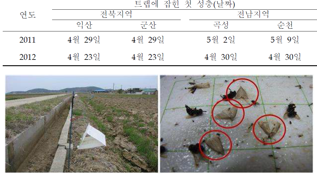 페로몬 트랩을 이용한 전남북지역 이화명나방 성충 초발생시기(‘11-’12)