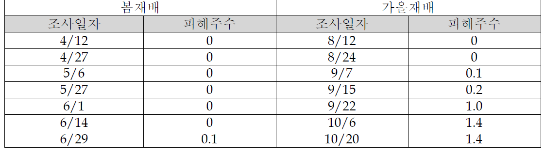 담배가루이에 의한 TYLCV 감염에 의한 피해(2011