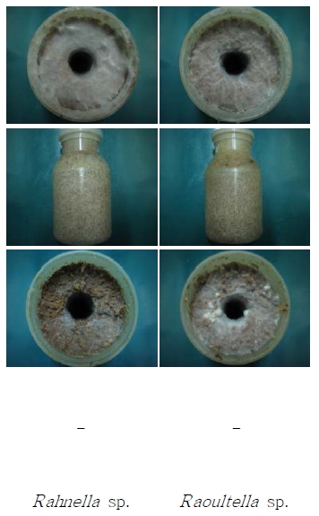 그림 18. 이병배지 및 자실체 분리 세균 혼합접종에 따른 배양 및 생육장해 유발 모습
