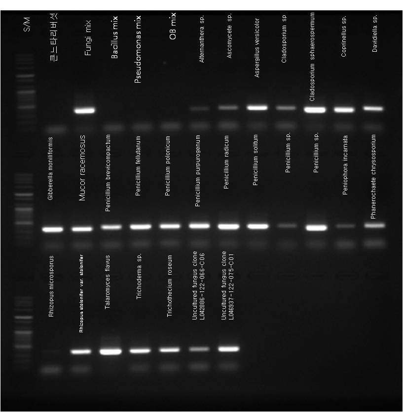 그림 20. 병원성 곰팡이 특이 primer이용 PCR 결과