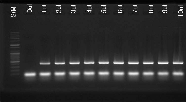 그림 21. 병원성 곰팡이 특이 primer 적정 농도 결정을 위한 PCR 결과