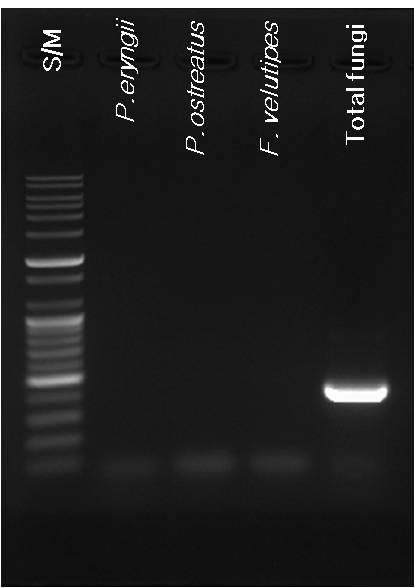 그림 22. 병원성 곰팡이 검출 특이 primer의 기주 특이성 확인을 위한 PCR 결과
