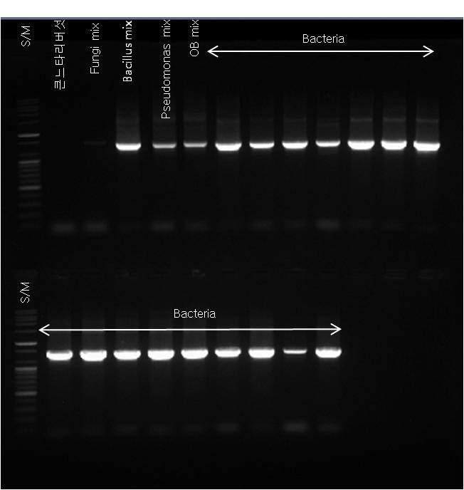 그림 24.Bacteria 검출을 위한 특이 primer이용 PCR 결과