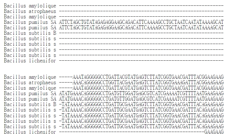 그림 25. Bacillus sp. 검출용 특이 primer 제작을 위한 multiple sequence alignment