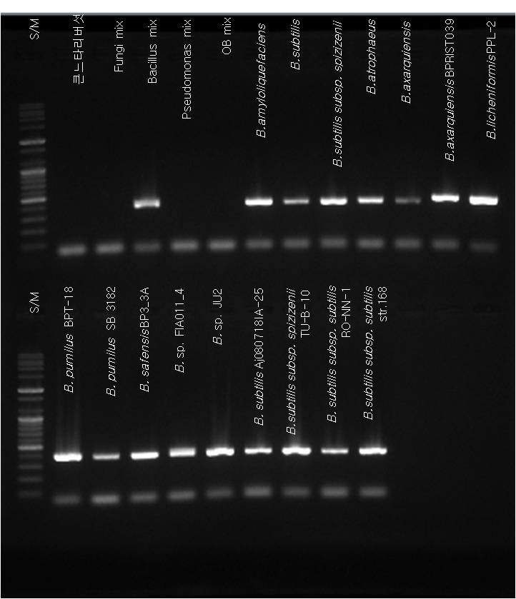 그림 26. Bacillus sp. 특이 primer이용 PCR 결과