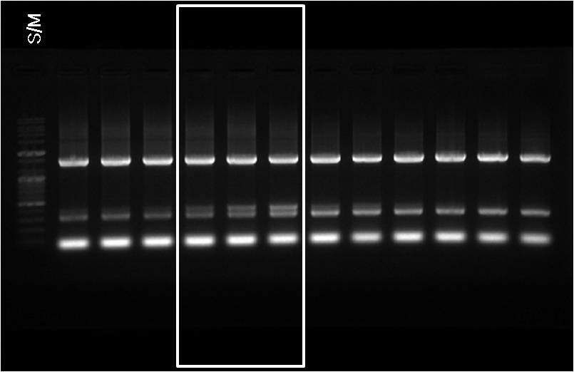 그림 29. Multiplex-PCR을 위한 세균 특이 primer 이용 적정 반응 온도 결정을 위한 PCR 결과